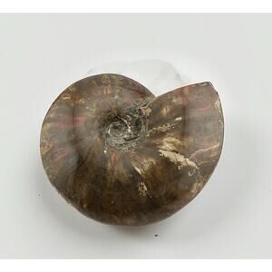 Ammonite Red Opalized Iridescent Flash 5" Specimen from Madagascar